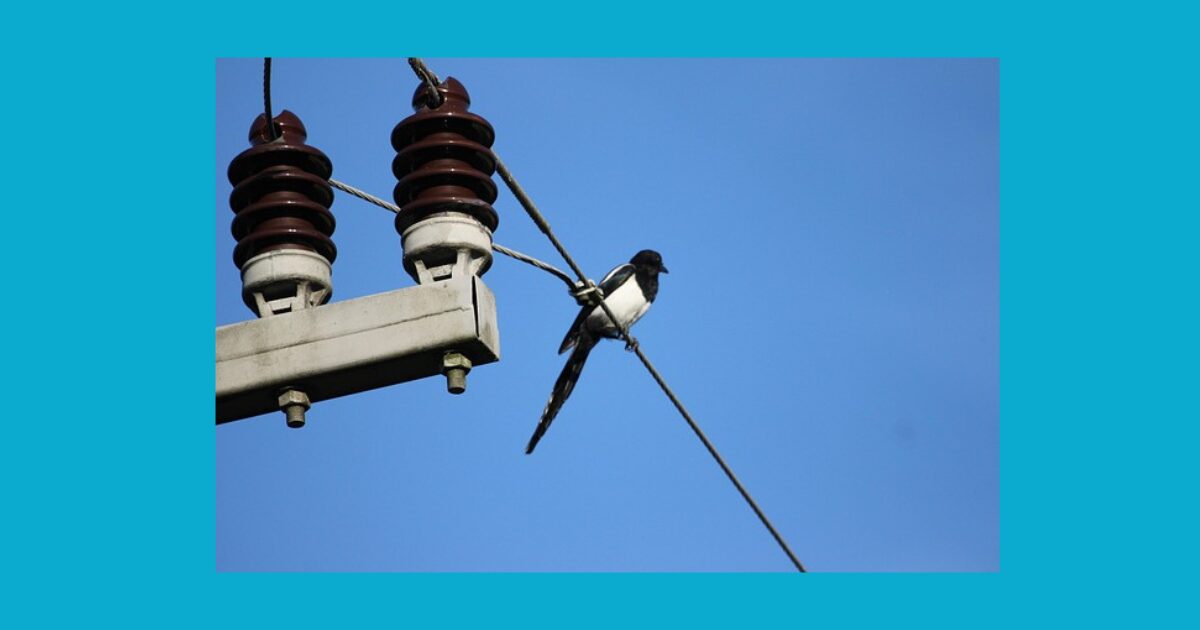 高圧電線で羽を休めるツバメ１匹